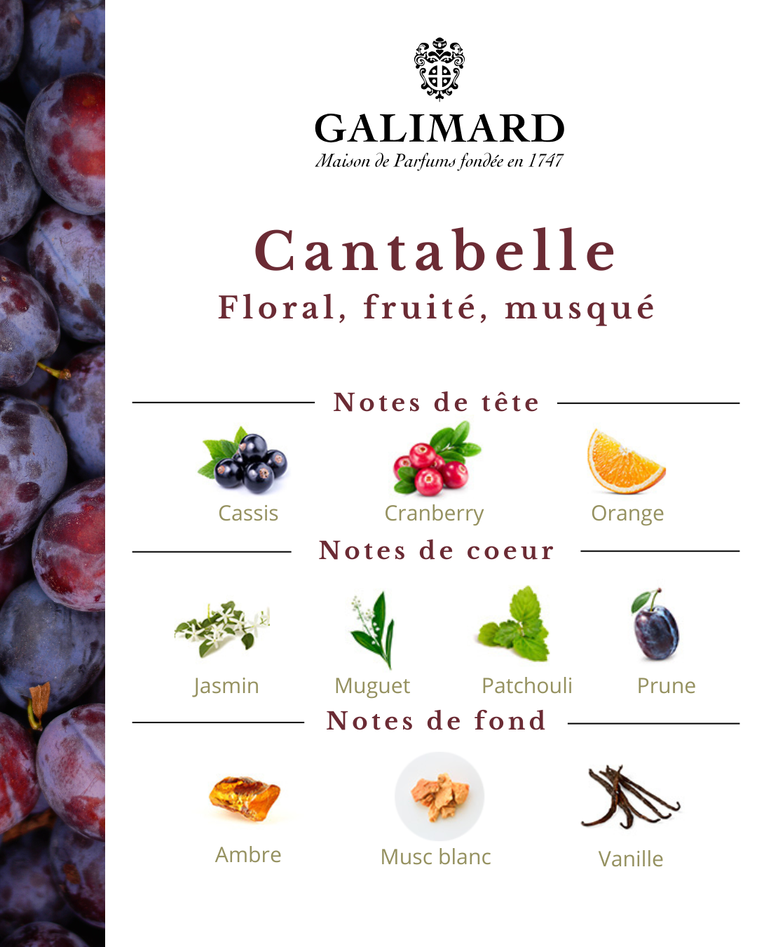 Cantabelle - GALIMARD Éffluves Provençales