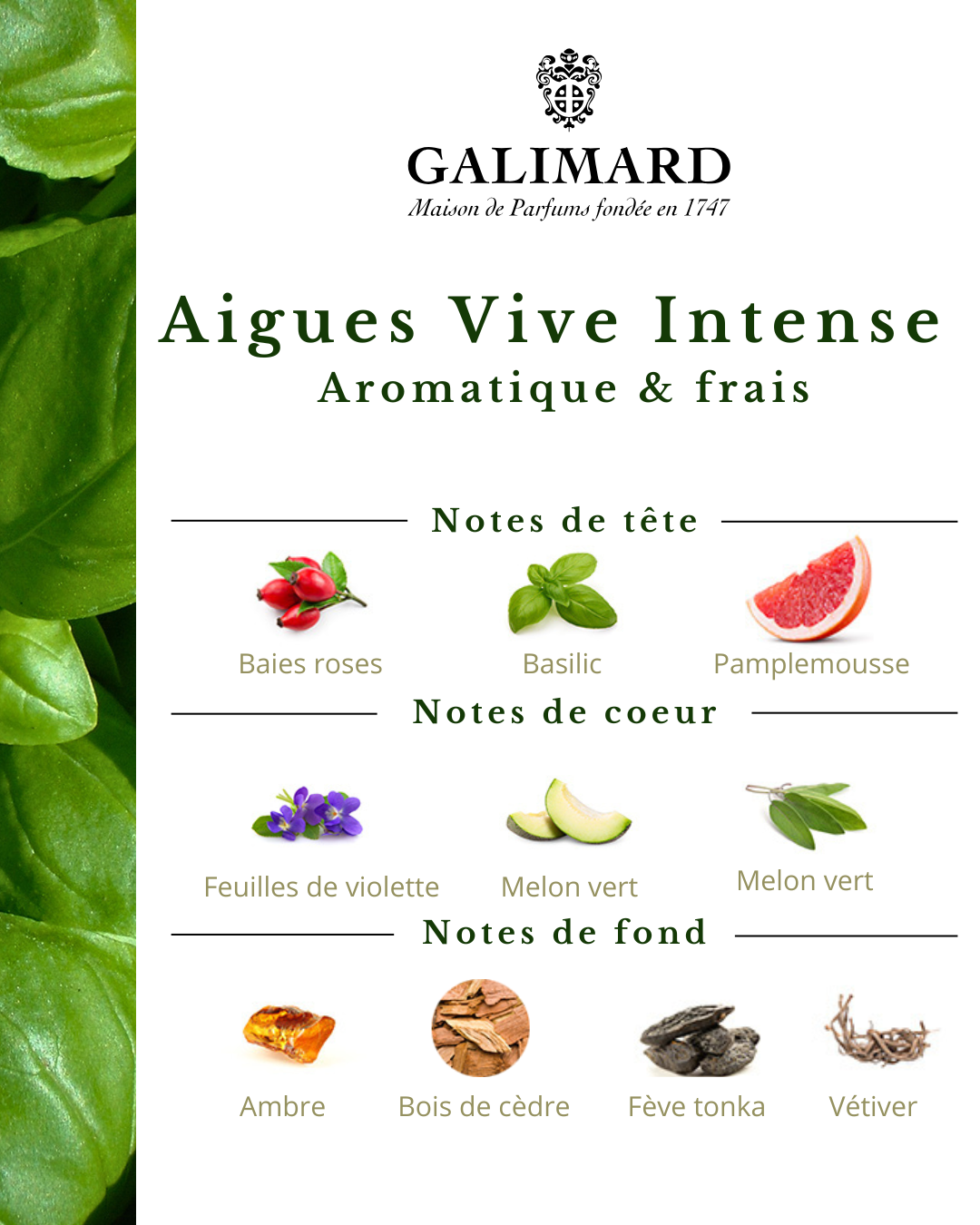 Aigues Vives Intense - GALIMARD Éffluves Provençales
