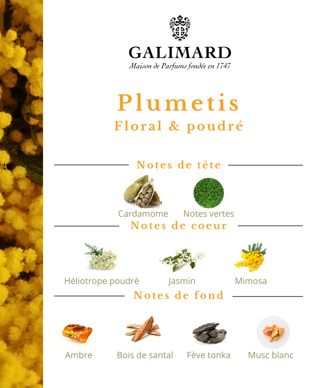 Plumetis - GALIMARD Éffluves Provençales