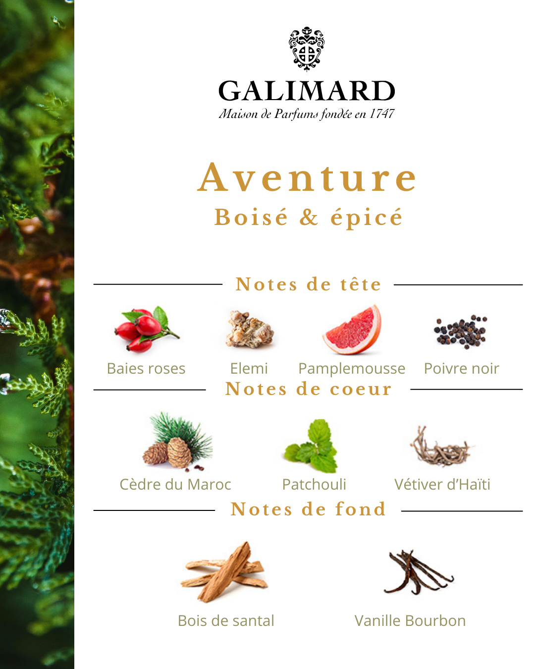 Aventure - GALIMARD Éffluves Provençales