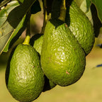 Huile d'Avocat BIO 50ml Éffluves Provençales