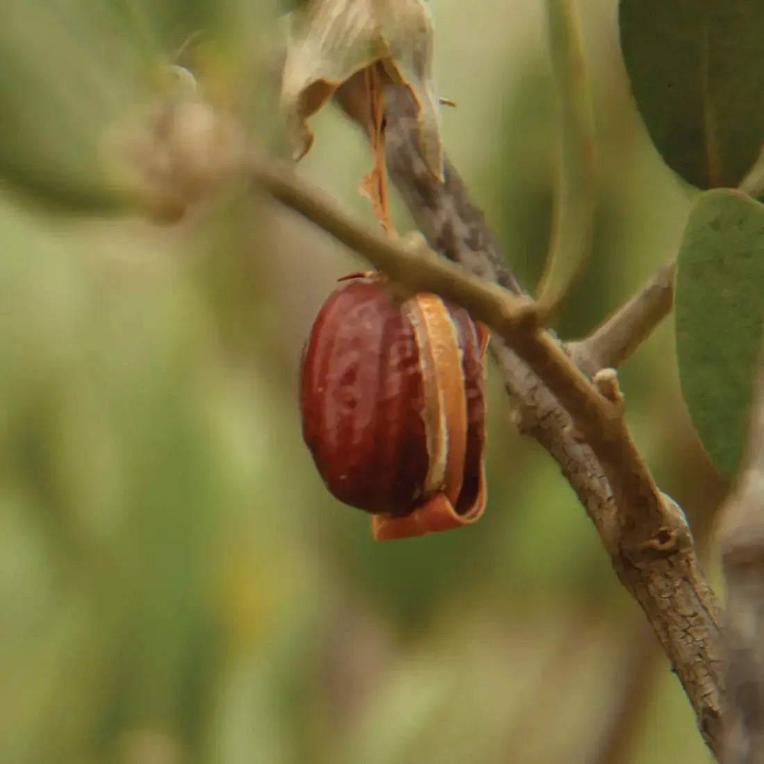 Huile de Jojoba 50ml Éffluves Provençales