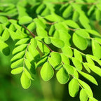 Huile de Moringa Oleifera BIO 50ml Éffluves Provençales