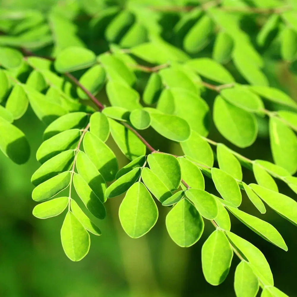 Huile de Moringa Oleifera BIO 50ml Éffluves Provençales