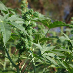 Huile de Ricin BIO 100ml Éffluves Provençales