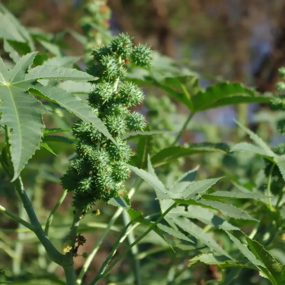 Huile de Ricin BIO 100ml Éffluves Provençales