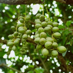 Le Beurre de Karité 100ml Éffluves Provençales