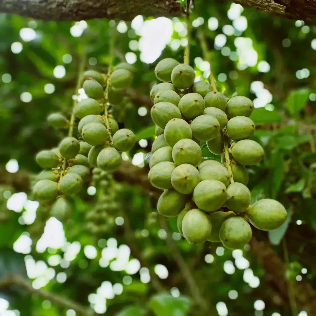 Le Beurre de Karité 100ml Éffluves Provençales