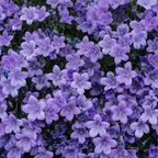 Savon liquide de Marseille Violette Éffluves Provençales