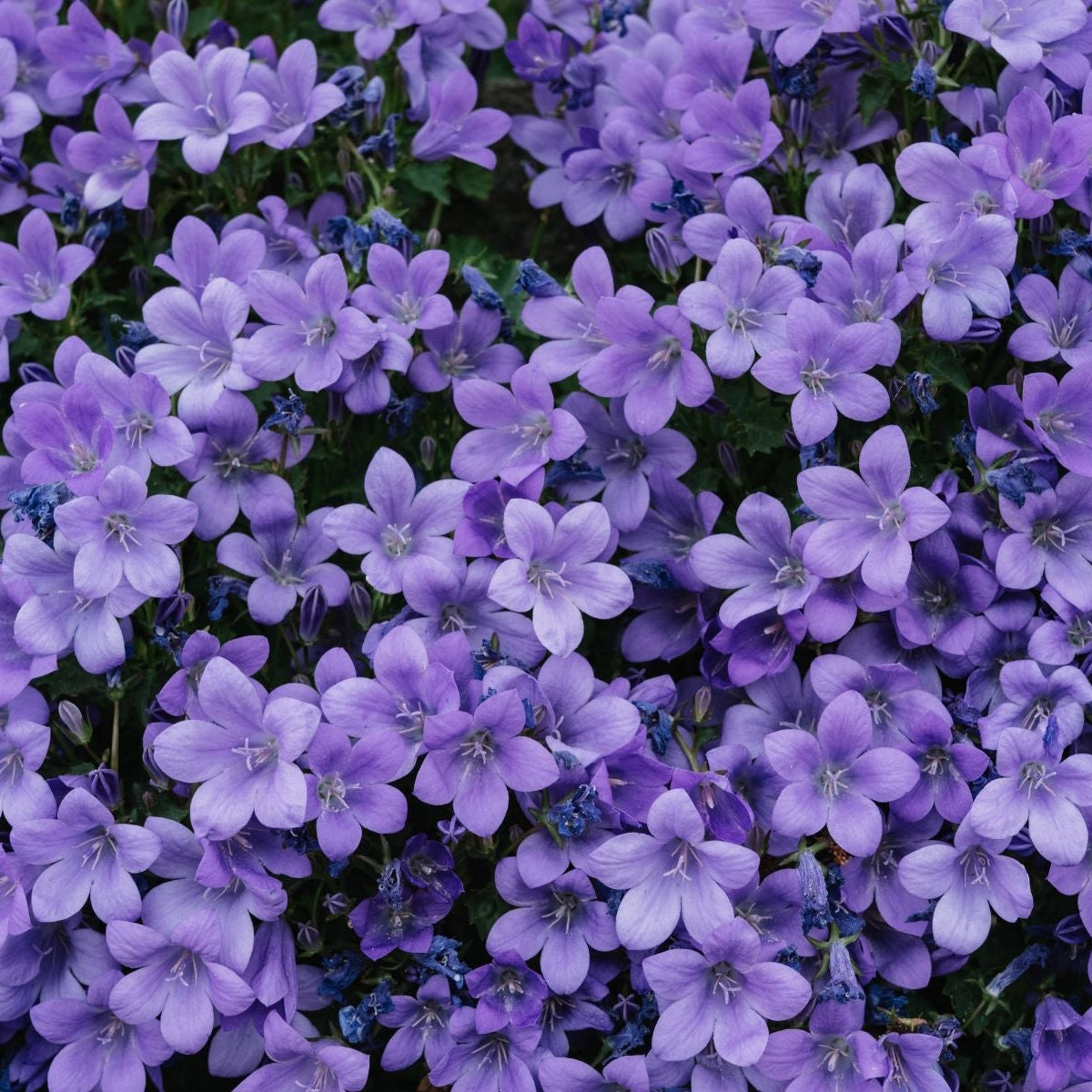 Savon liquide de Marseille Violette Éffluves Provençales