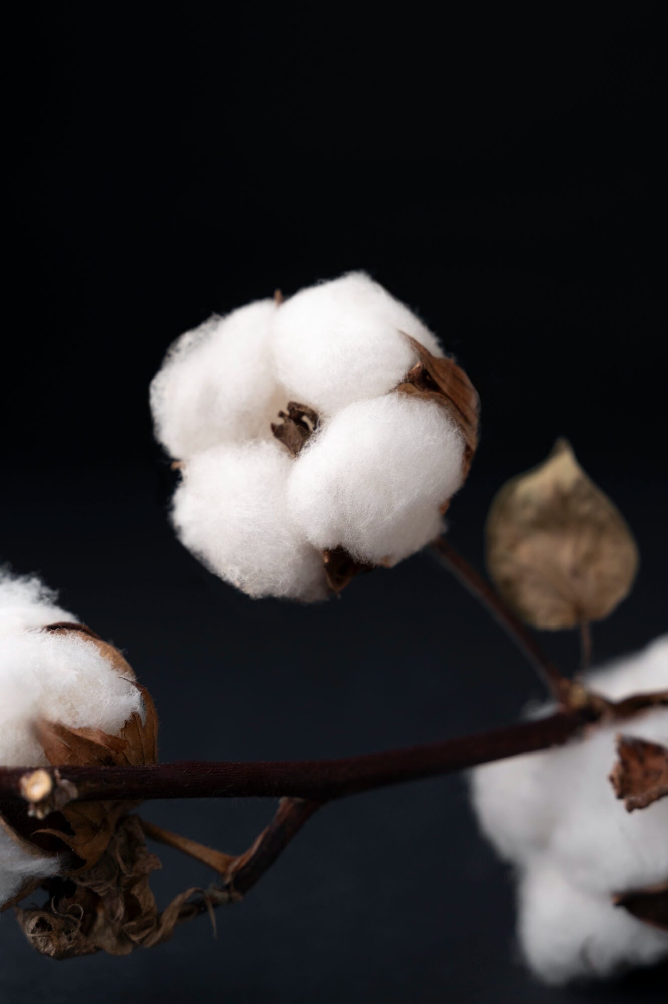 Fleur de coton – note olfactive du parfum Blanc d’Azur